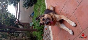 Ράτσα: Γερμανικός ποιμενικός Αλσατίας | Ηλικία: 5+ | Φύλο: Αρσενικό | Αρ. Microchip: 900182002101463 | Περιοχή: Ηράκλειο, Κρήτη